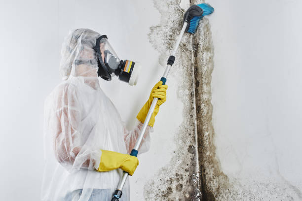 Professional Mold Removal in Merchantville, NJ
